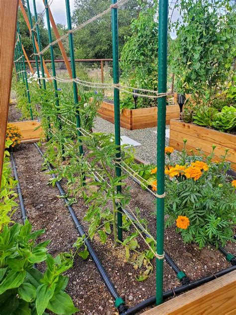 high stakes are for tomatoes.